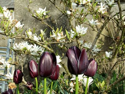 spring tulips and magnolia